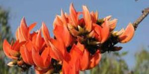 Butea Monosperma Seeds