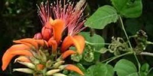 Erythrina Suberosa Seeds