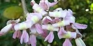 Gliricidia Maculata Seeds