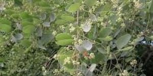 Hardwickia Binata Seeds