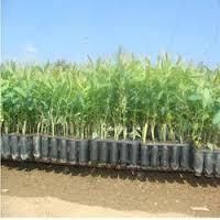 Hybrid Eucalyptus Plant