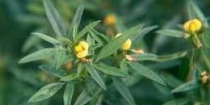 Stylo Hamata Grass Seeds