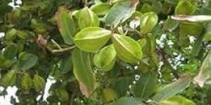 Terminalia Arjuna Plant