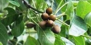 Terminalia Bellirica Seeds