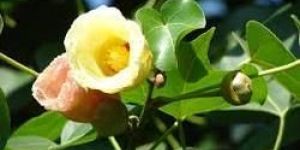 Thespesia Populnea Plant