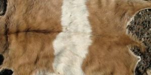 Raw Goat Skins