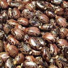 Castor Seed