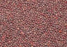 Mustard Seeds