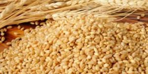Wheat