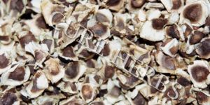 Moringa Seeds