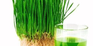 Wheatgrass Kwaths