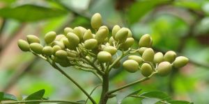 Organic Neem Seeds