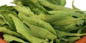 Stevia Leaf