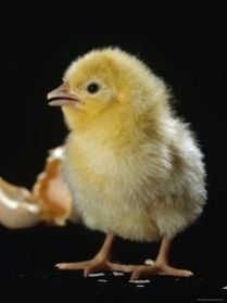 Broiler Starter Feed