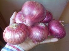 Fresh Red Onion