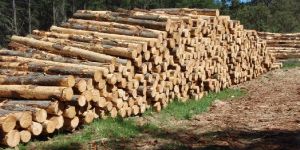 Pinewood - Logs and Sawn