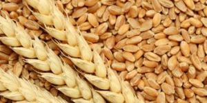 Wheat