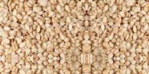 Natural White Sesame