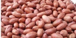 Peanut and Groundnut without Shell