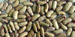 Light Speckled Kidney Bean
