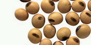 Soybean Seed