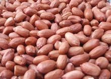 Indian Peanut