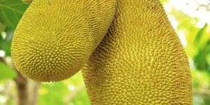 Green Jackfruit