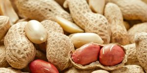 Groundnut in Shell