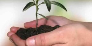 Organic AND Inorganic Plant Growth Enhancer