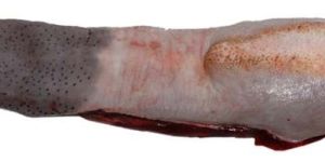 Buffalo Tongue Meat