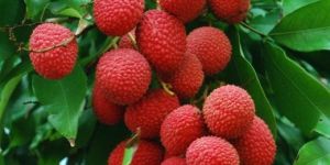 Canned Lychee in Syrup