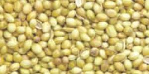 Coriander Seeds