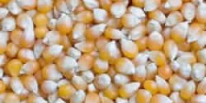 Maize (Corn)