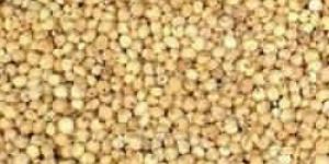Sorghum