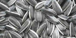 Sunflower Seeds