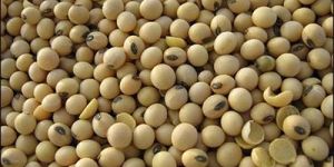 Soya Meal