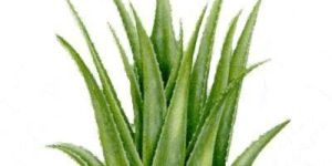 Aloe Vera Extract