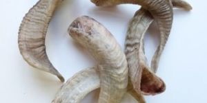 NATURAL SHEEP HORN