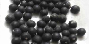 YELLOW NEPALI SHATAVARI