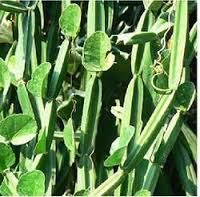 Cissus Quadrangularis Extract