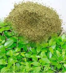 Gymnema Sylvestre