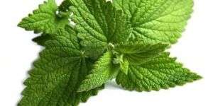 Pure Mint Extract