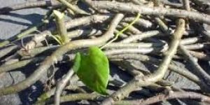 Tinospora Cardifolia Root