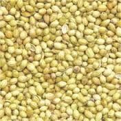 Parrot Coriander Seeds