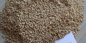 Sorghum