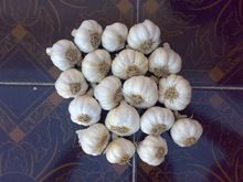 White Garlic