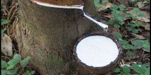 Natural Rubber Latex