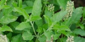 Tulsi