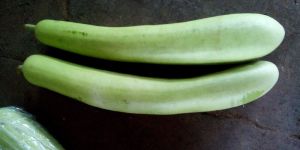 Fresh Bottle Gourd