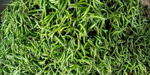 Fresh Green Chilli